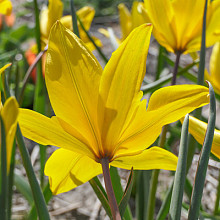 Sylvestris **