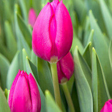 Pink Ardour