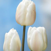 White Marvel