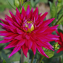 Karma Purple Corona