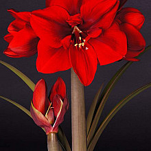 Red Cream ®