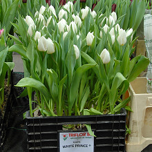 White Prince ®