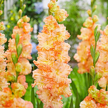 The Great Queen Elizabeth