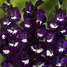 Deep Purple ®