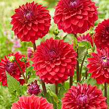 Red Mylene