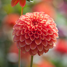 Zundert Mystery Fox ®