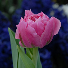 Desirelle