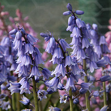 Hispanica Excelsior