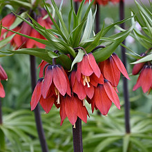 Imperialis 'Red Beauty'