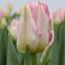Pink Delight ®