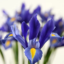 Sapphire Beauty