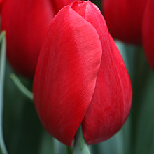 Red Proud