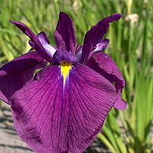 Purple Sensation