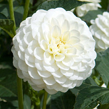 White Aster