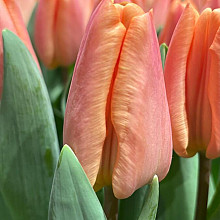 Apricot Revolution ®