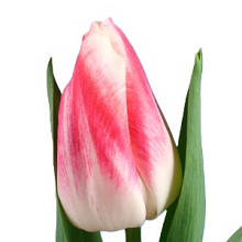 Calgary Sensation **