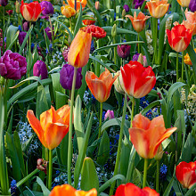 Fablo Früh Mischung