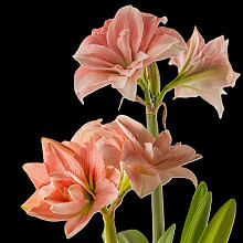 Pink Glory ®