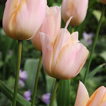 Apricot Pride ®