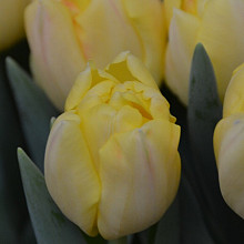 Yellow Symbiose ®