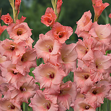 Georgia Peach ®