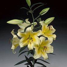 Conca d'Or ®