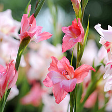 tubergenii Charming Beauty