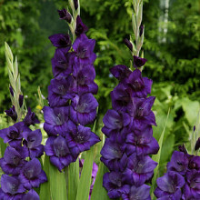 Purple Flora ®