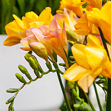 Freesia