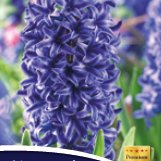Hyacinth Blue Jacket 15 x 4