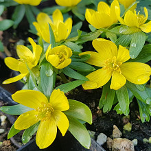 Eranthis