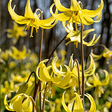 Erythronium