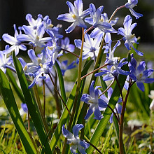 Chionodoxa