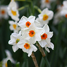 Narcissus