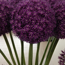 Allium