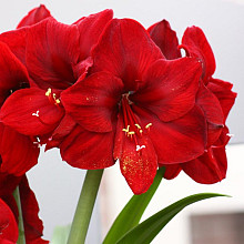 Amaryllis