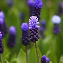 Muscari