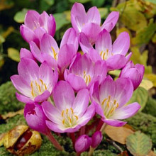 Colchicum